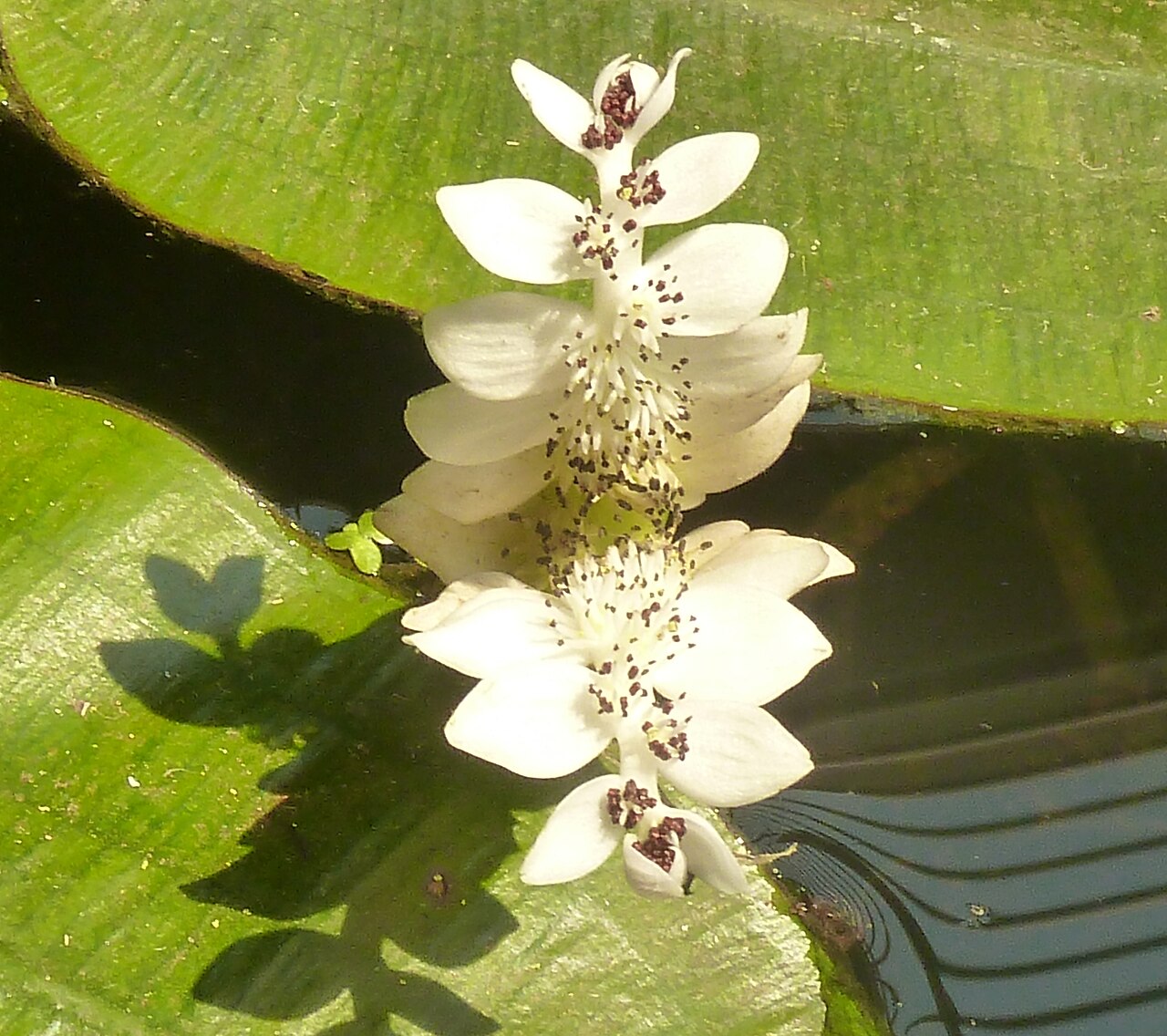 Aponogeton