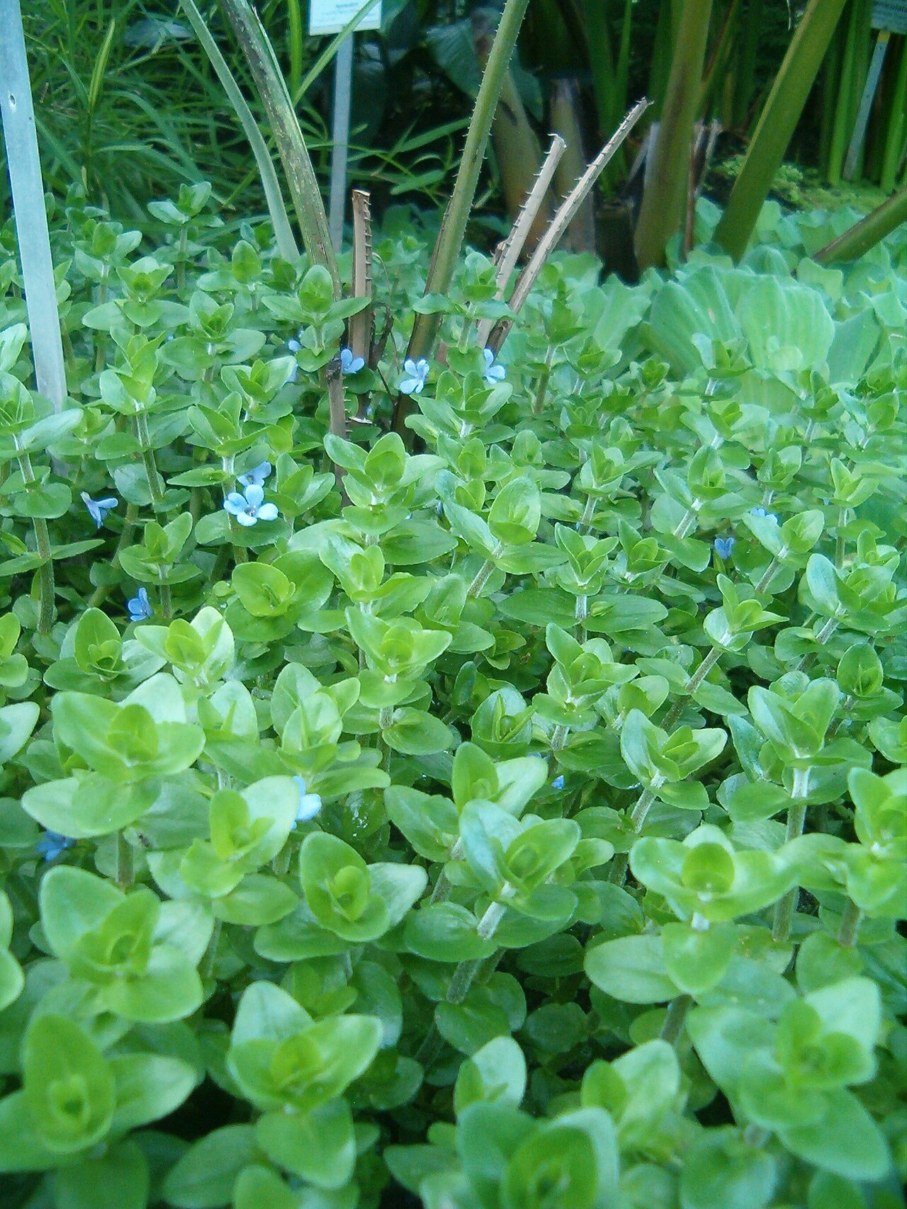 Carolina Bacopa