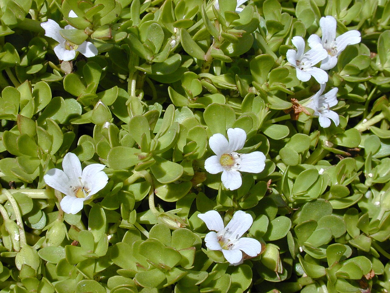 Moneywort