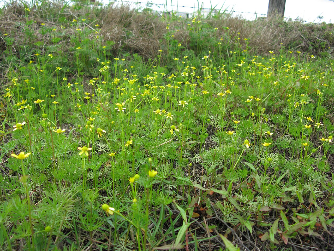 River Buttercup