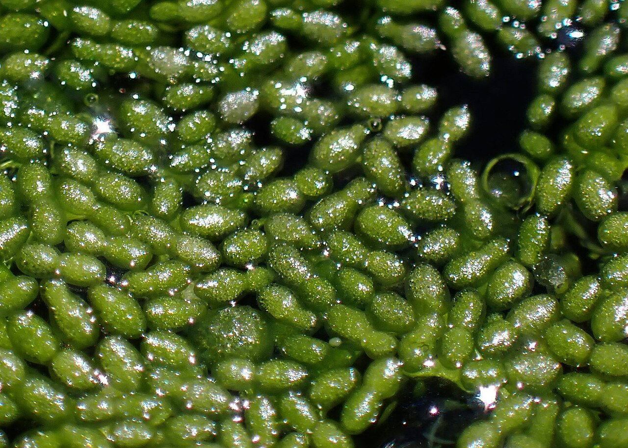 Rootless Duckweed