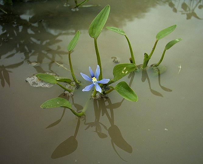Stargrass