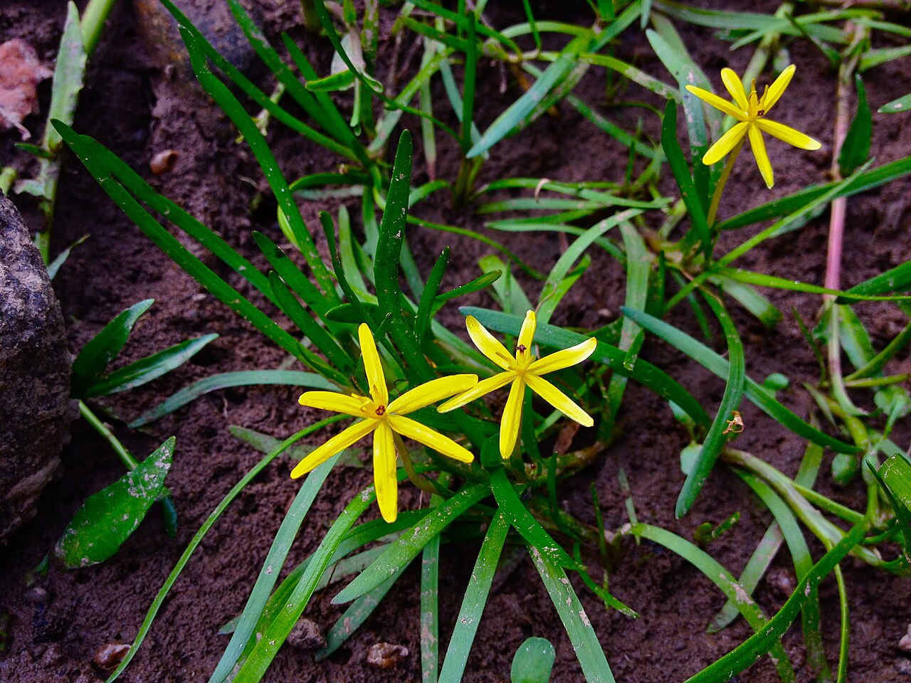 Water Stargrass