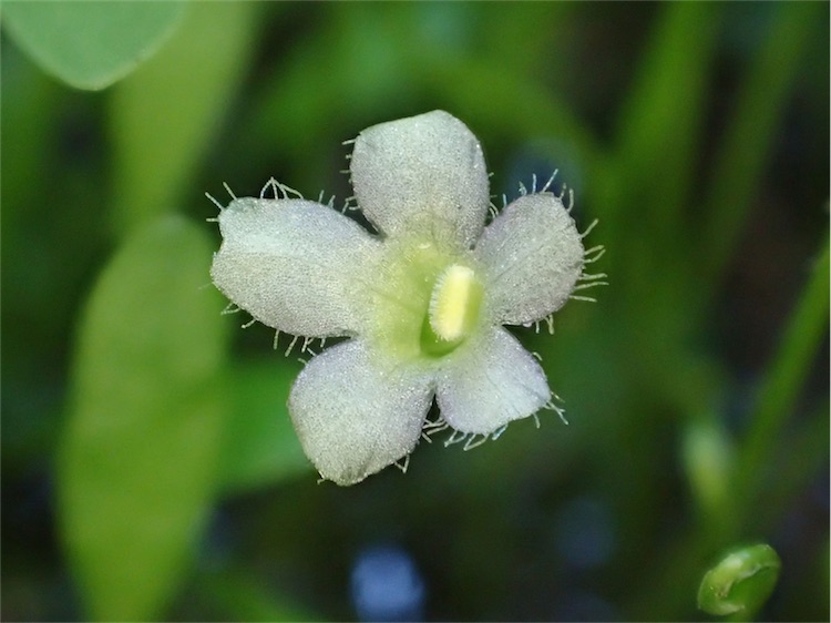 Glossostigma