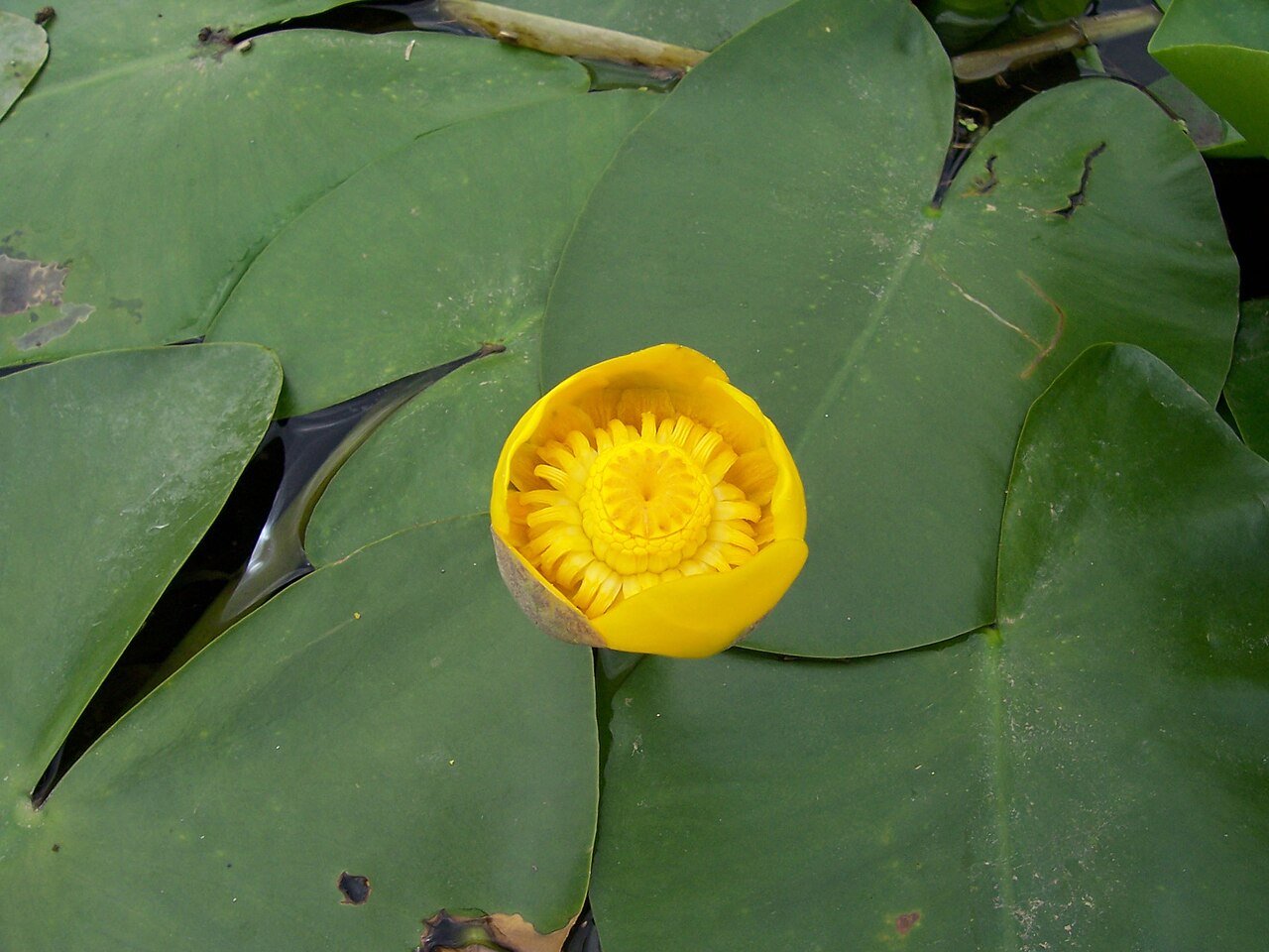 Yellow Water Lily