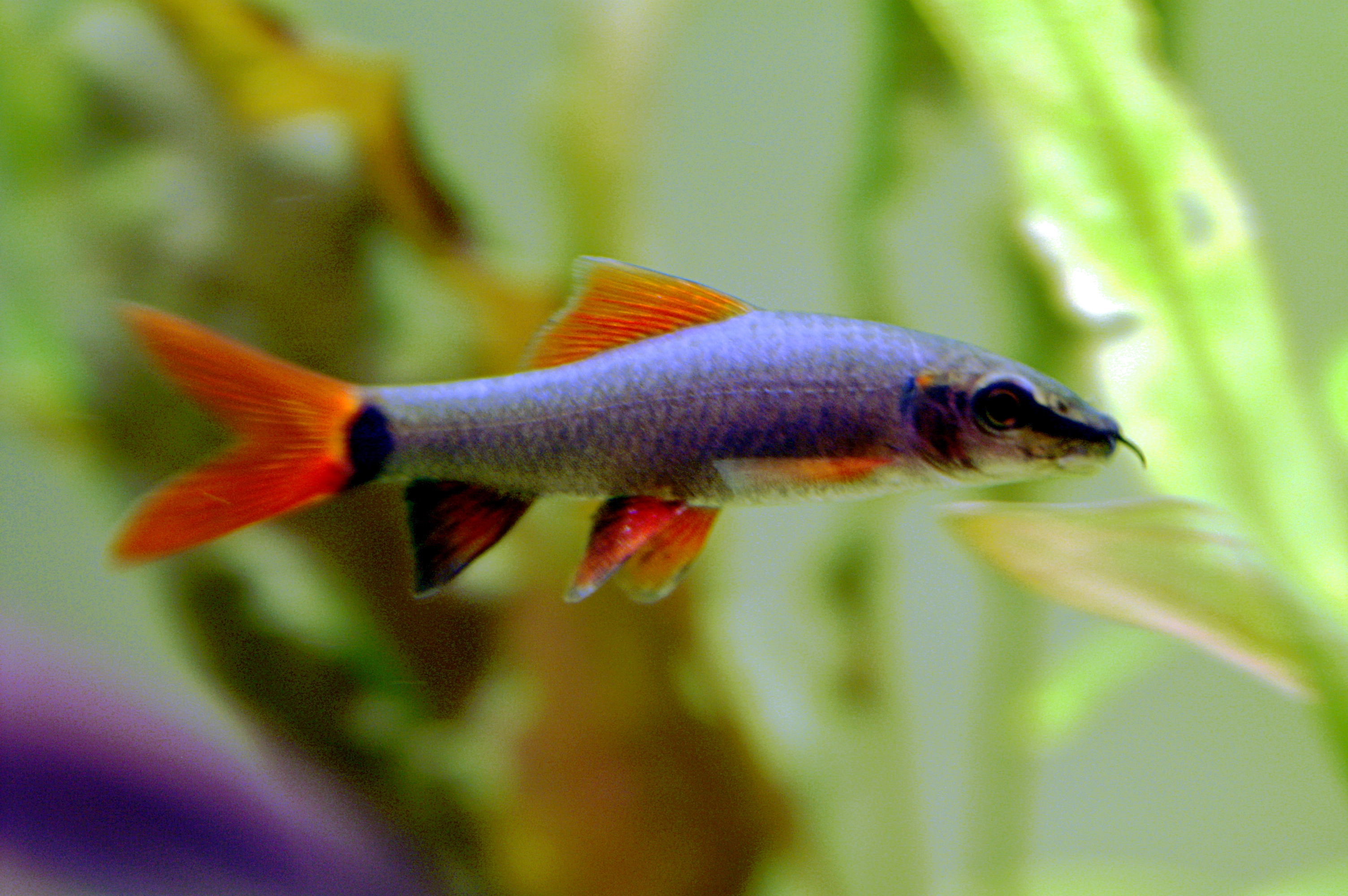 Albino Rainbow Shark