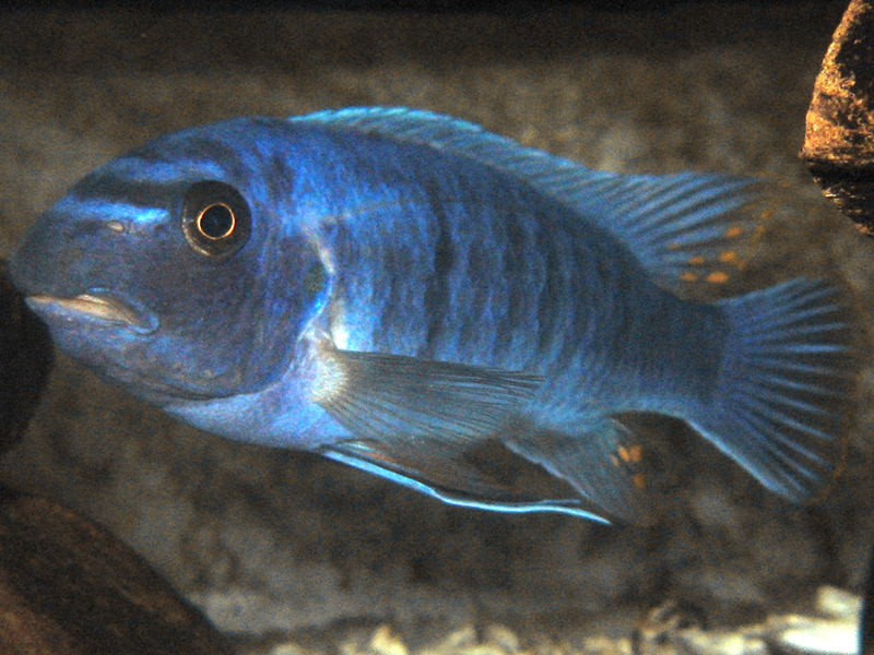 Labeotropheus trewavasae
