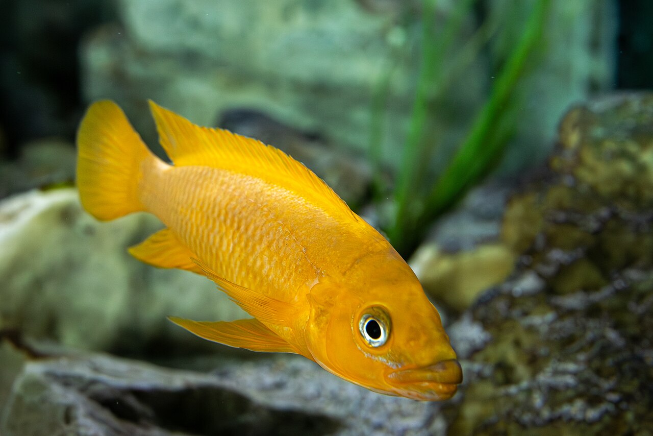 Lemon Cichlid
