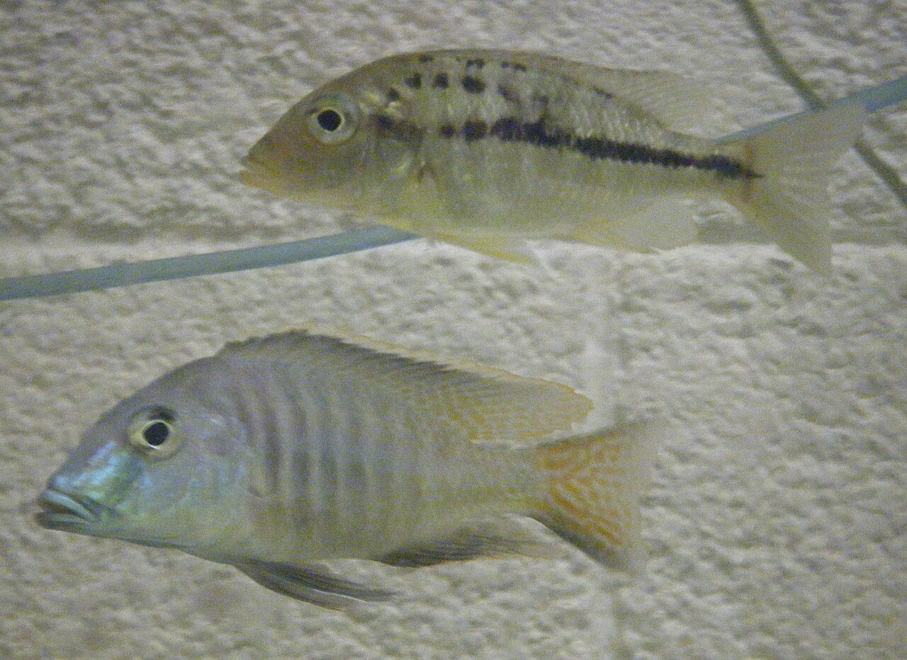 Lethrinops