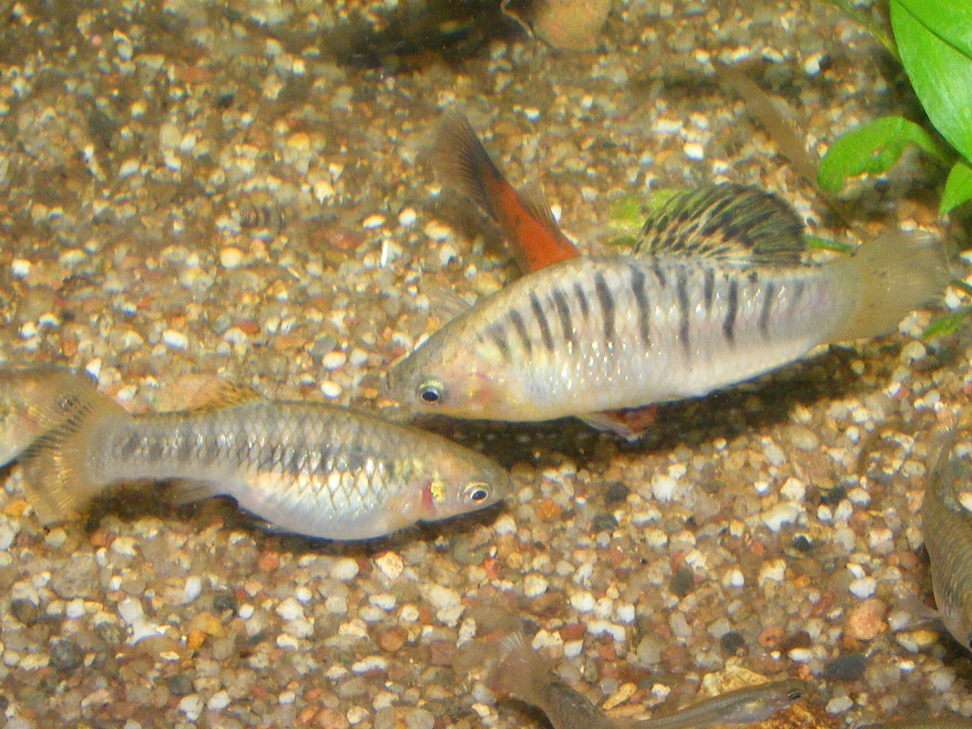 Humpbacked Limia