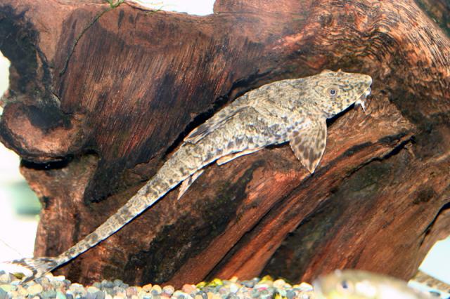 Whiptail Catfish