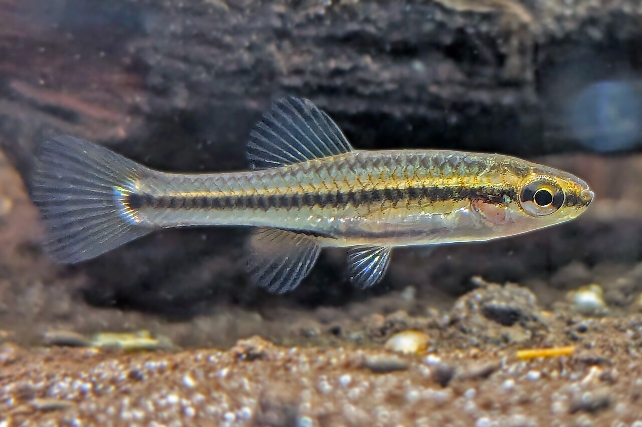 Bluefin Killifish