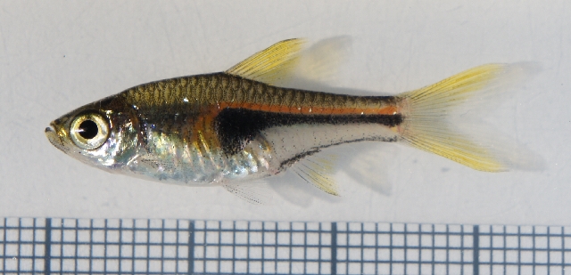 Hengel's Rasbora