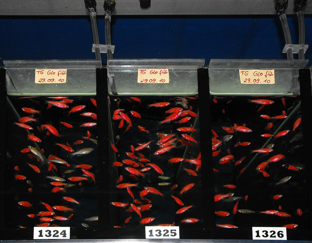 GloFish Danio
