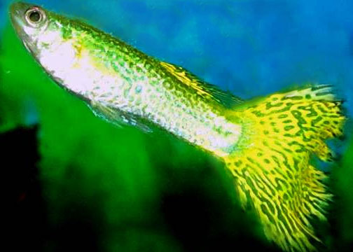 Cobra / Snakeskin Guppy