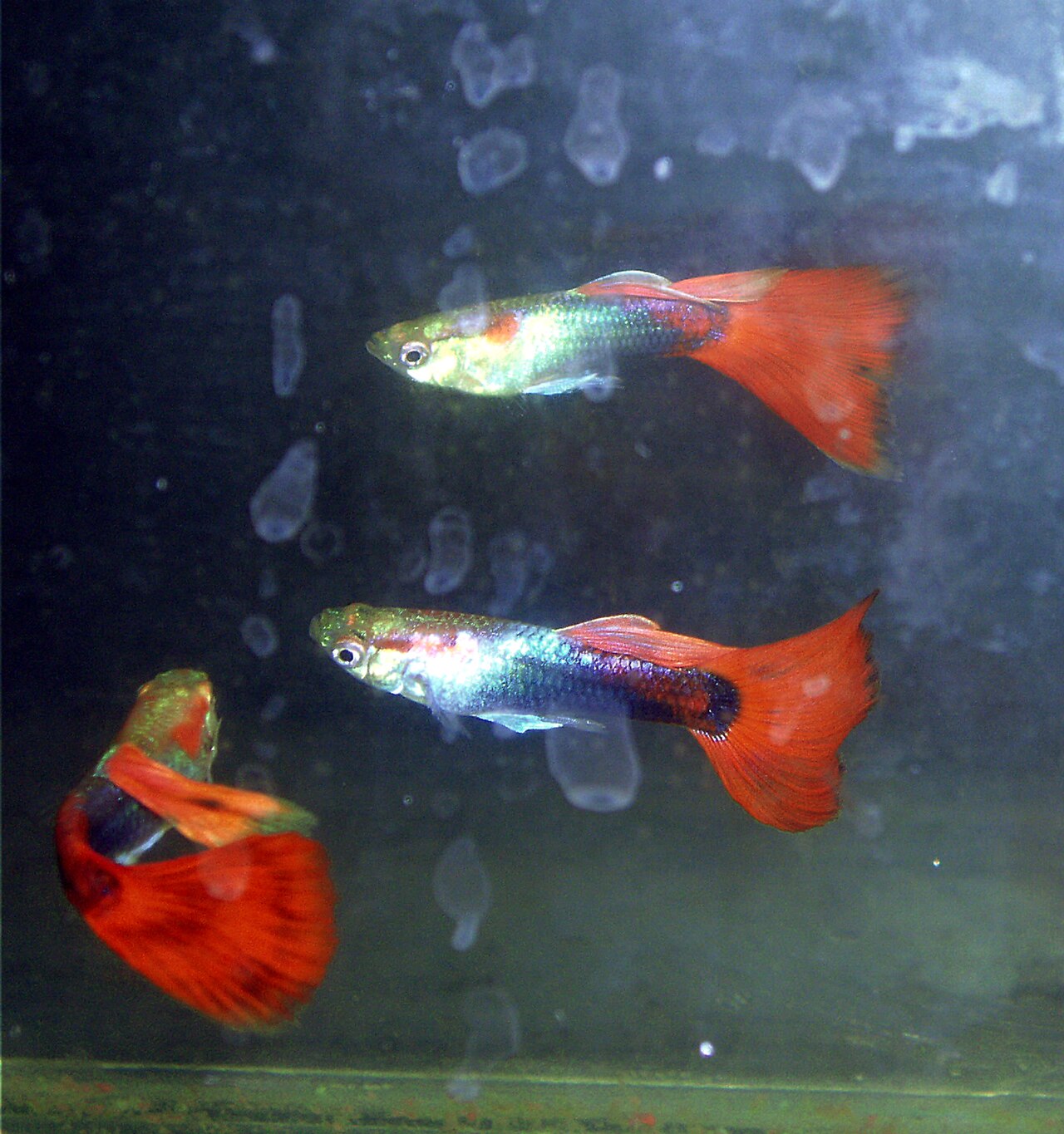 Tuxedo Guppy