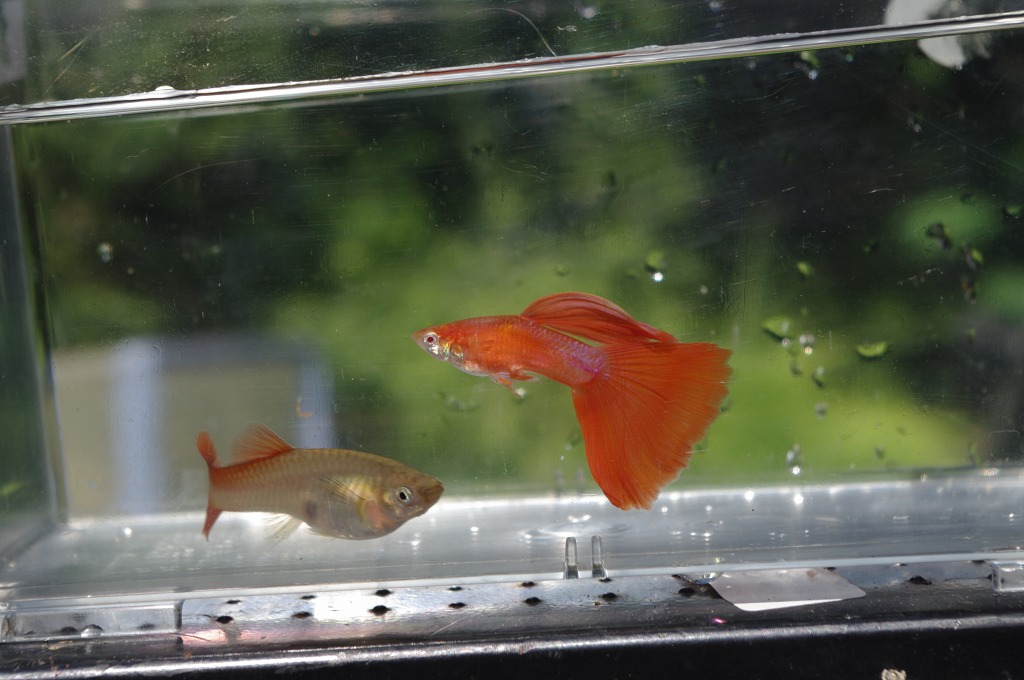 Delta Tail Guppy