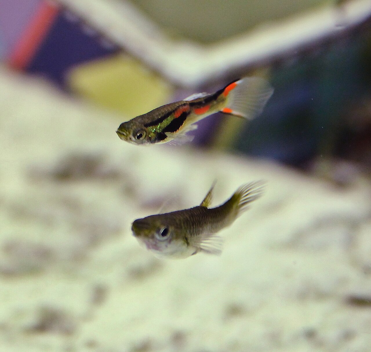 Endler's Hybrid Guppy