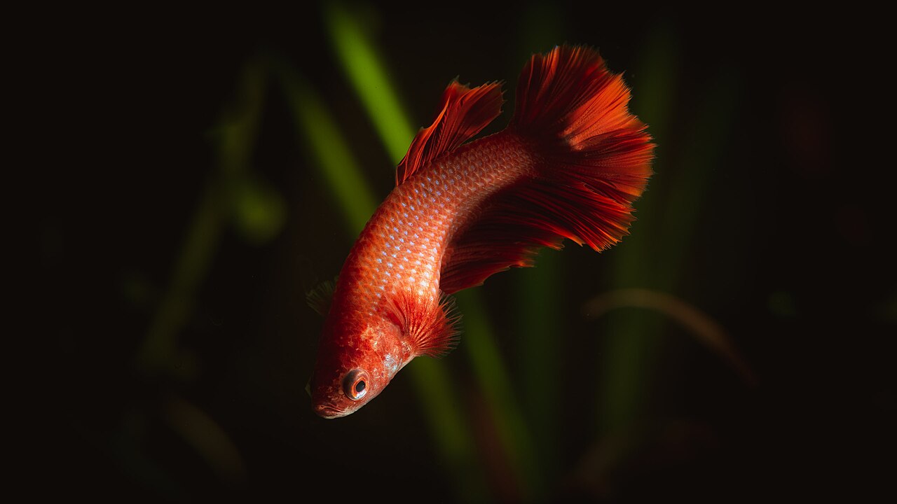 Halfmoon Betta