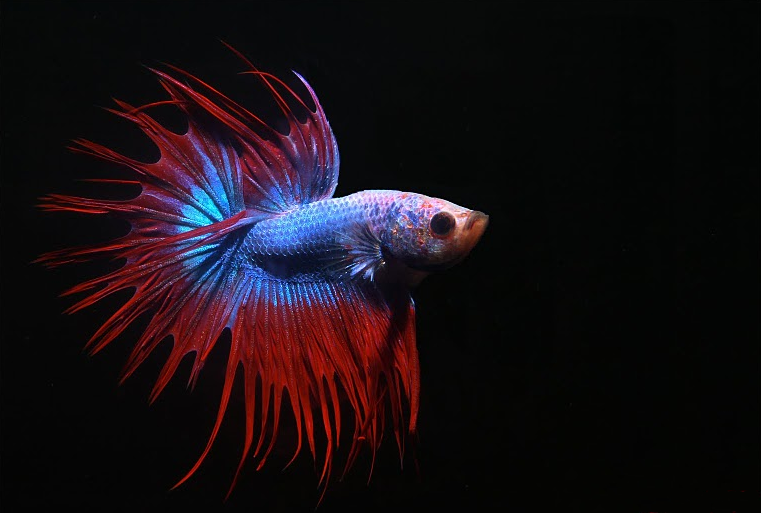Crowntail Betta