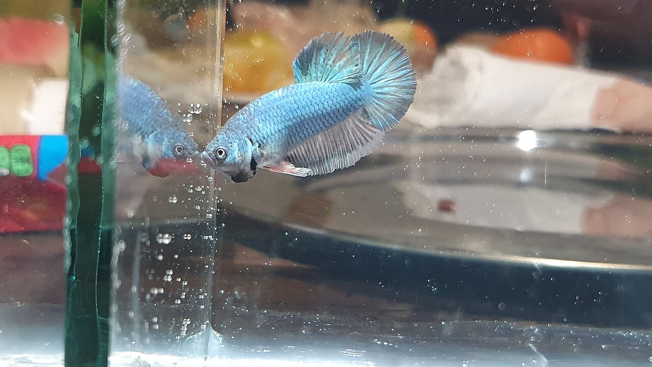 Plakat Betta