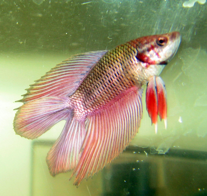 Double Tail Betta