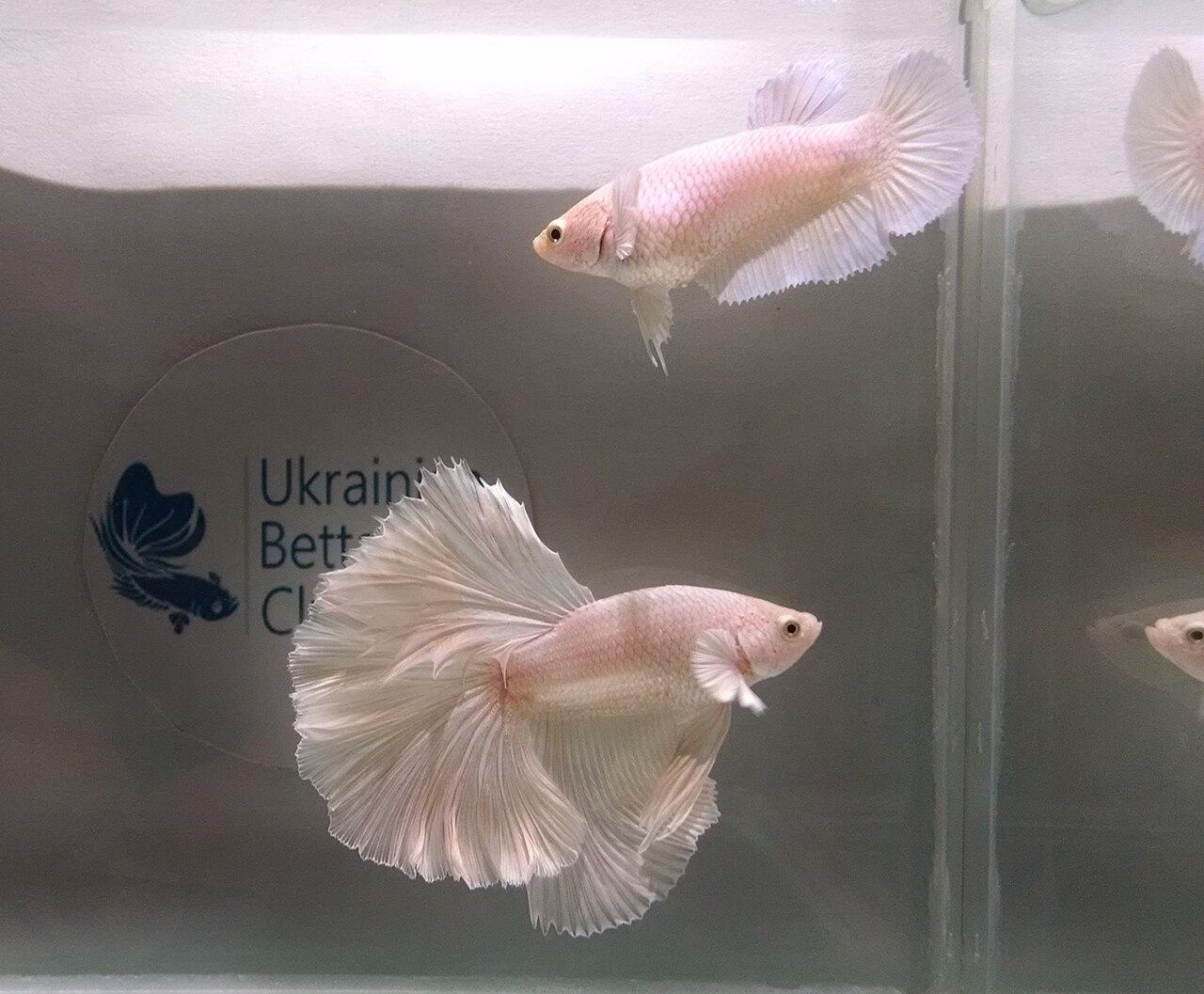 Rosetail Betta