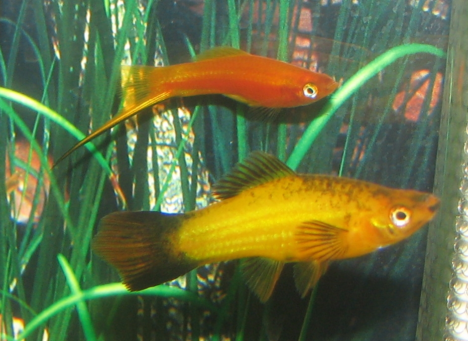 Pineapple Swordtail