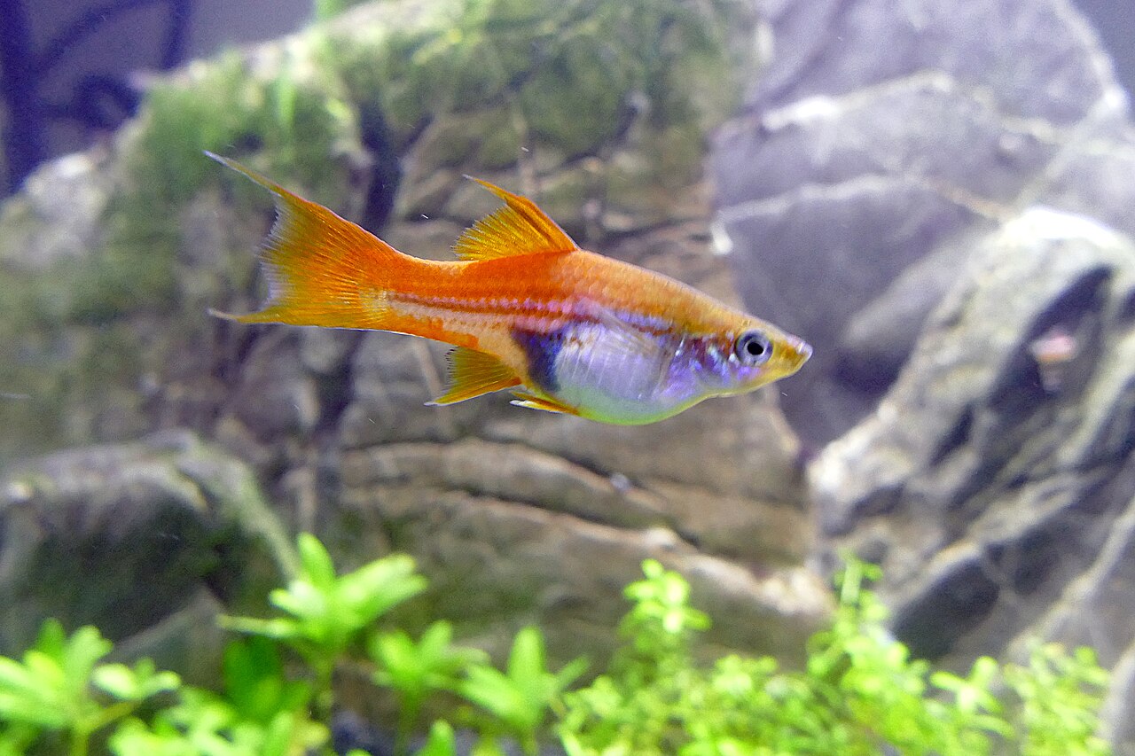 Lyretail Swordtail