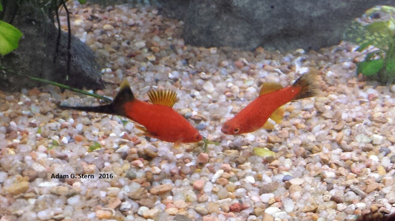 Wag Swordtail