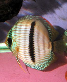 Heckel Discus