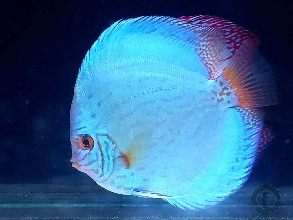 Turquoise Discus