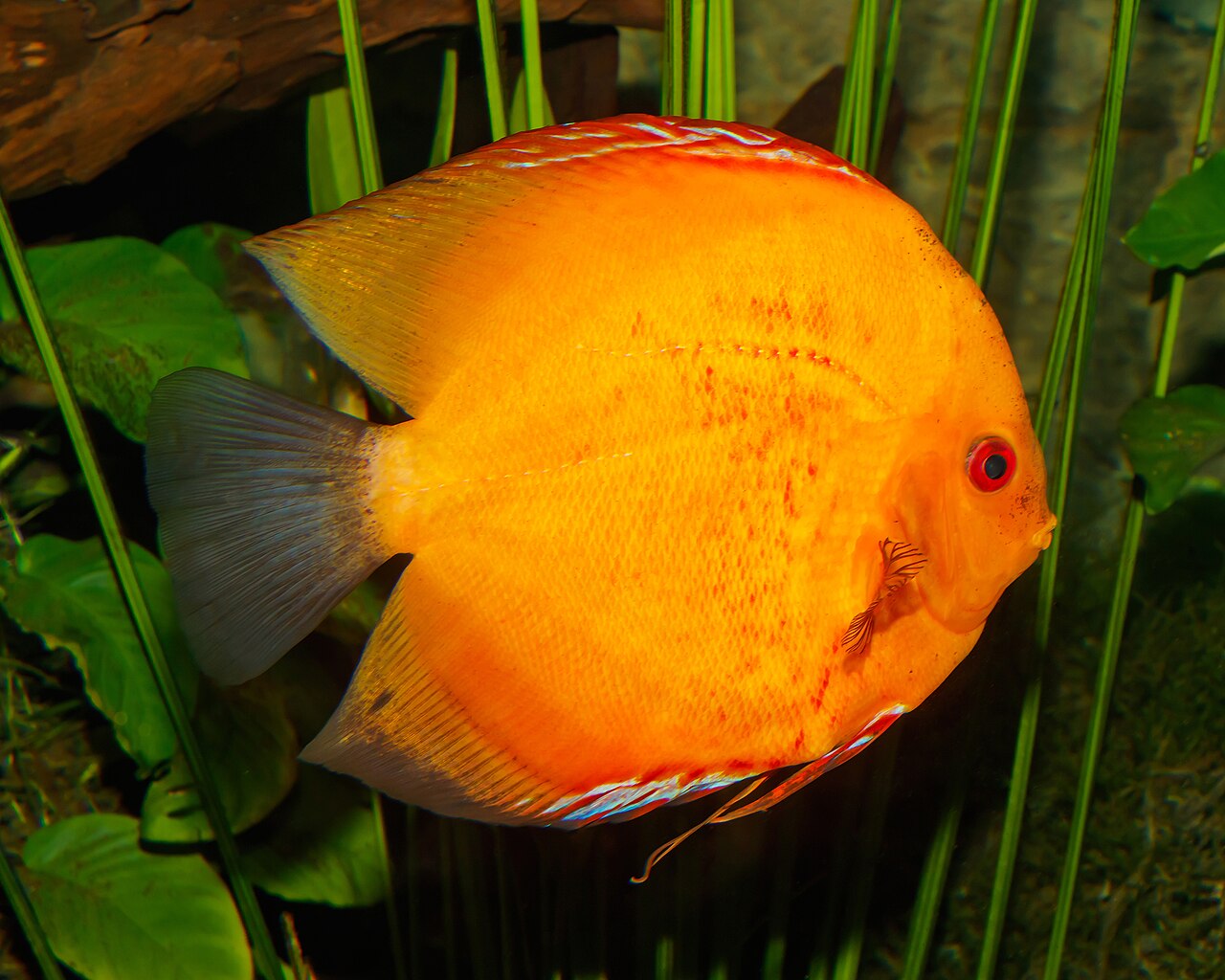 Pigeon Blood Discus