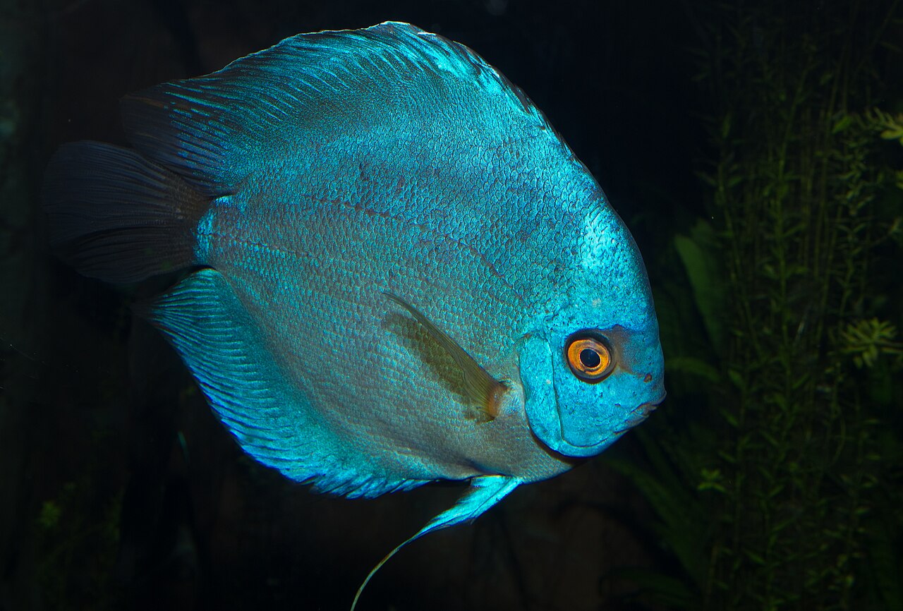 Cobalt Blue Discus