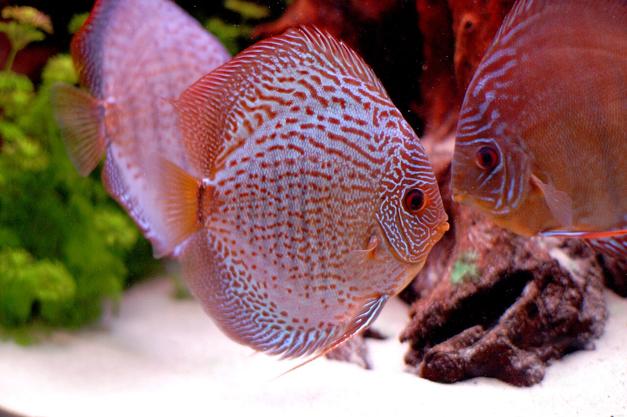 Snakeskin / Leopard Discus
