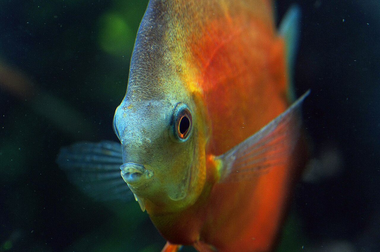 Red Melon / Solid Red Discus
