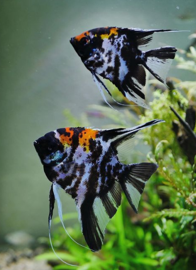 Marble Angelfish