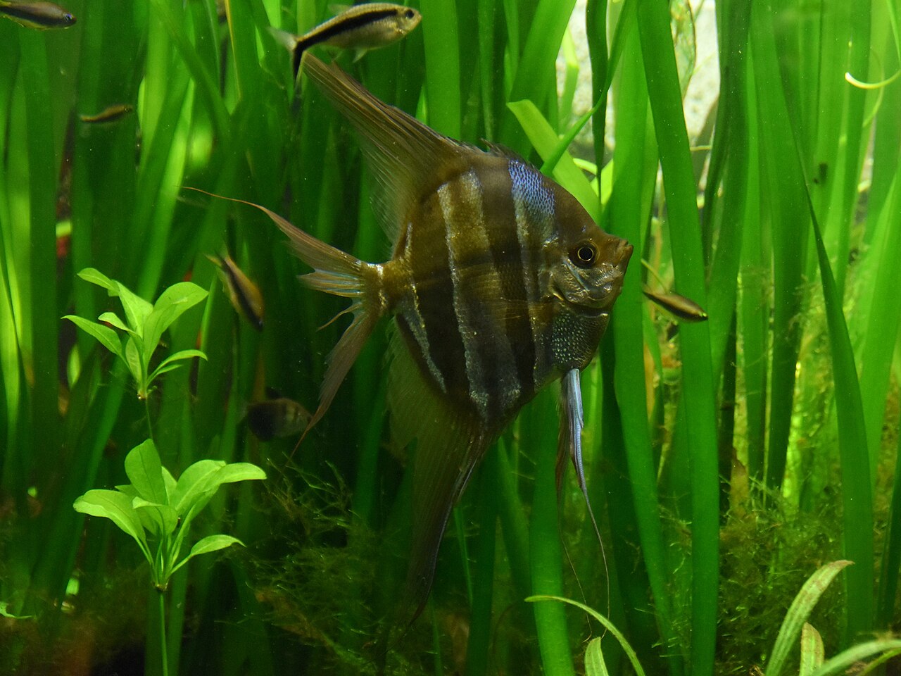 Altum Angelfish