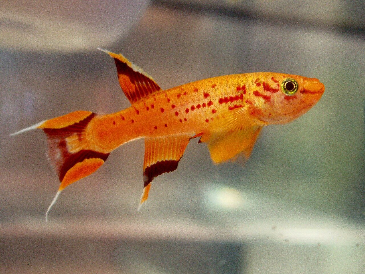 Cape Lopez Lyretail "Gold"