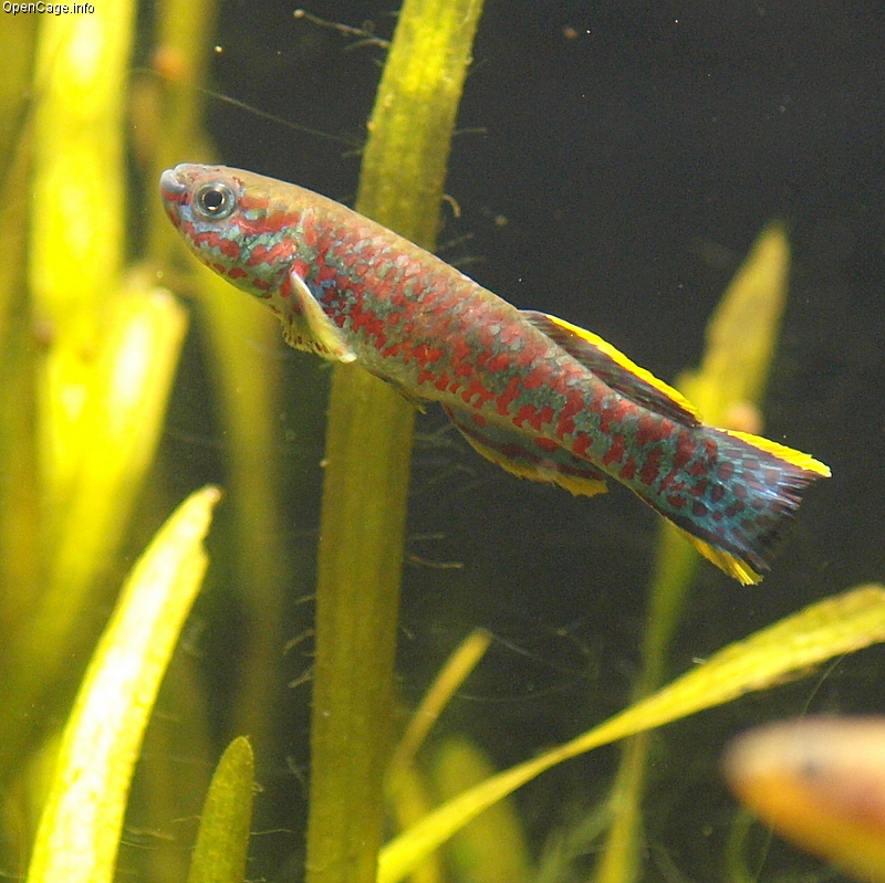 Gardneri Killifish (Standard)