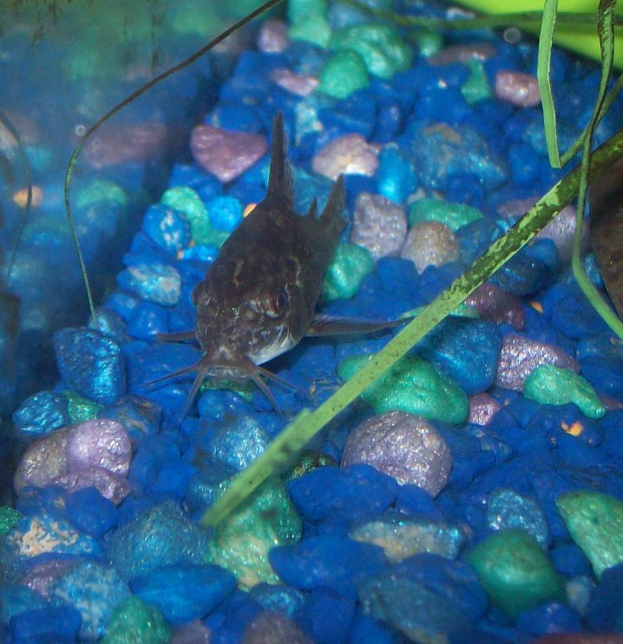 Peppered Cory (Corydoras paleatus)