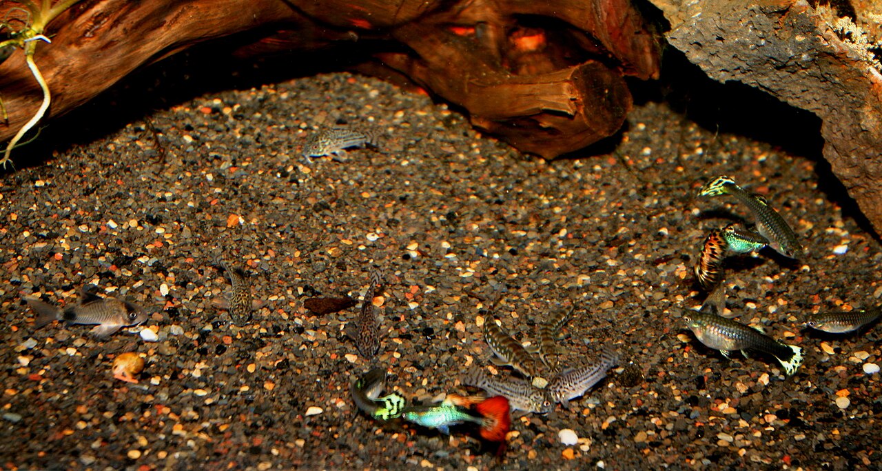 Panda Cory (Corydoras panda)