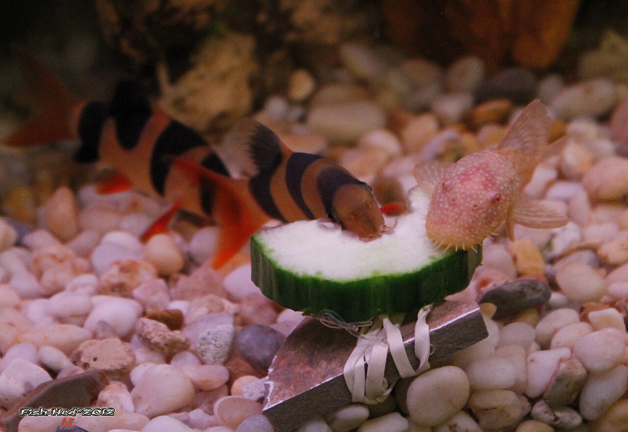 Albino Clown Loach