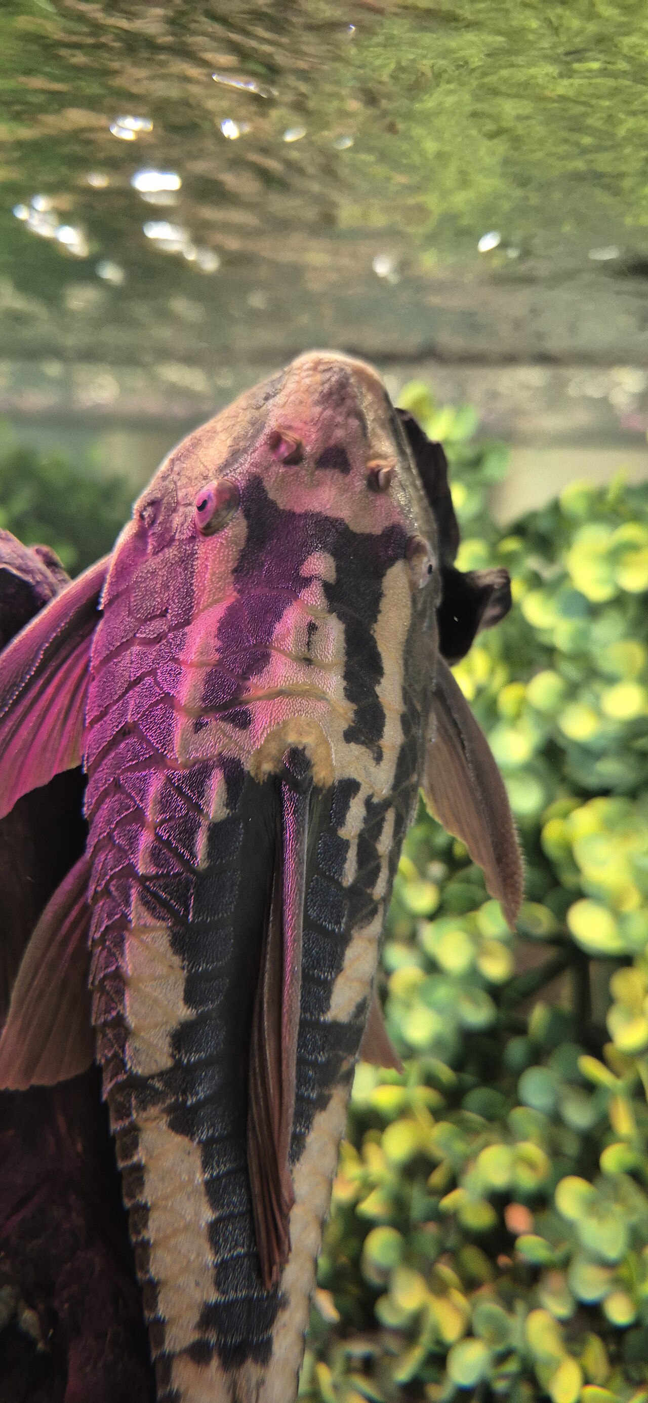 Blue-Eyed Pleco
