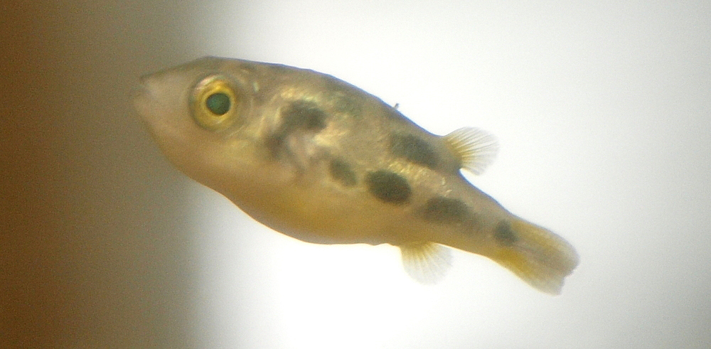 Dwarf Malabar Puffer