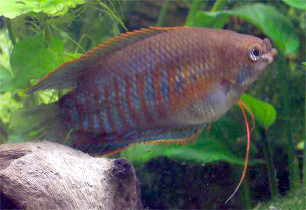 Thick-lipped Gourami