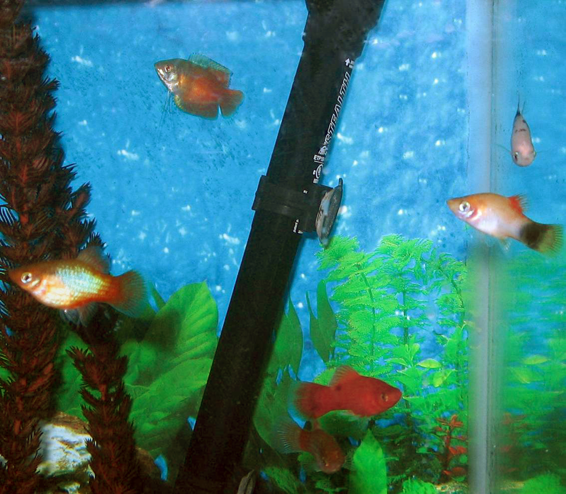 Flame Dwarf Gourami