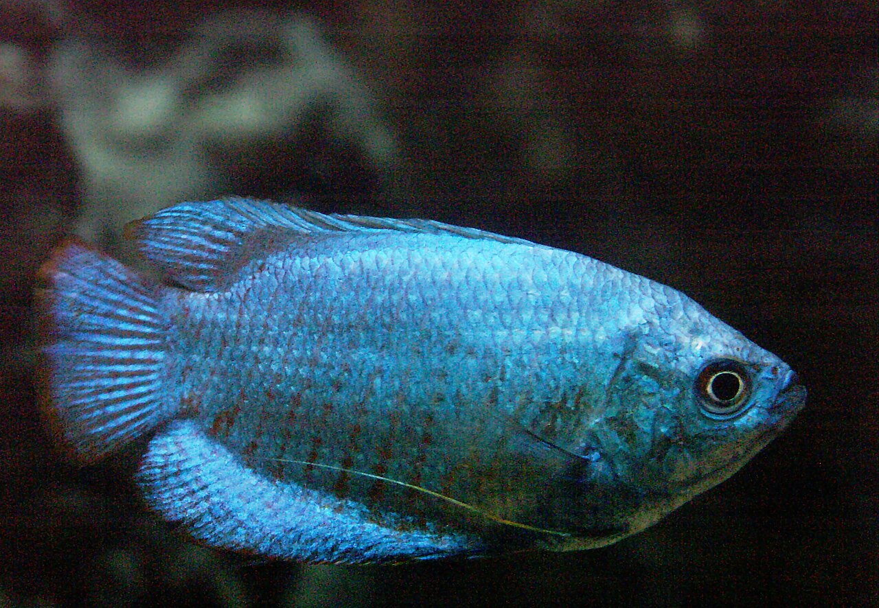 Neon Blue Dwarf Gourami