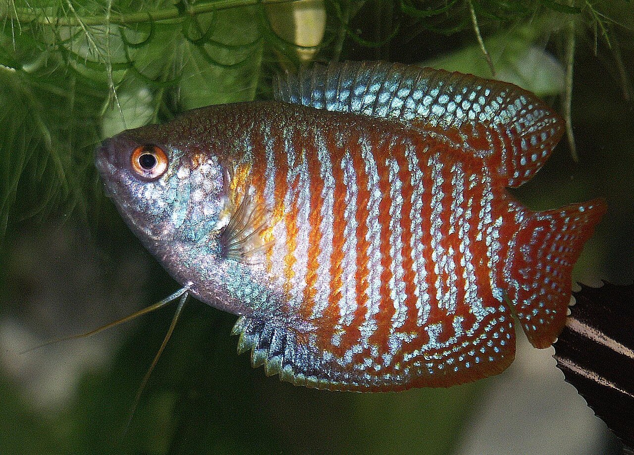 Powder Blue Dwarf Gourami