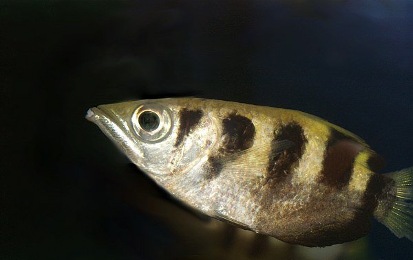 Largescale Archerfish (Common Archerfish)